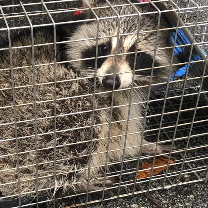 Pest by MD Picture 6