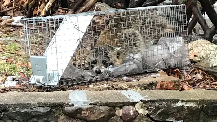 Pest by MD Picture 1