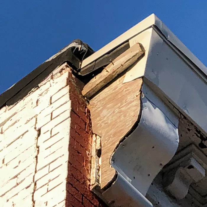 Pest by MD Picture 10