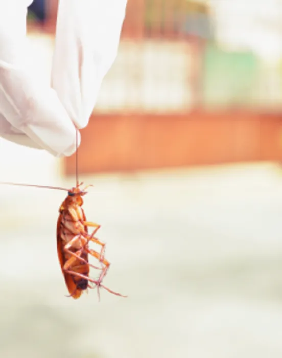 Pros In Control Pest Services Picture 5