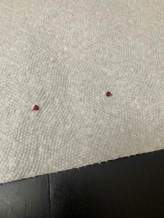 Pros In Control Pest Services Picture 3