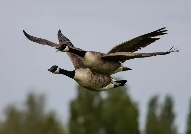 Professional Termite & Pest Control Picture 6