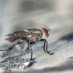 Professional Termite & Pest Control