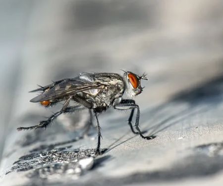 Professional Termite & Pest Control