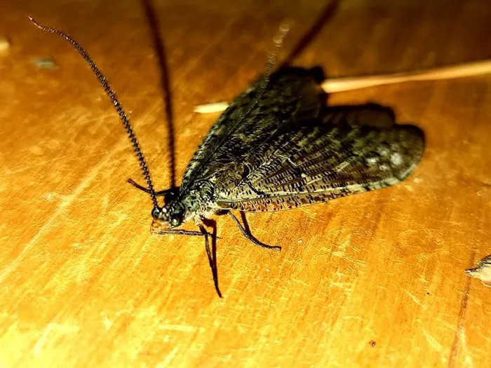 Get'm Pest Control & Exterminator In Jersey City Picture 8