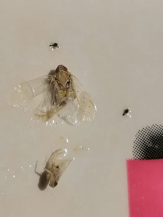 Get'm Pest Control & Exterminator In Jersey City Picture 3