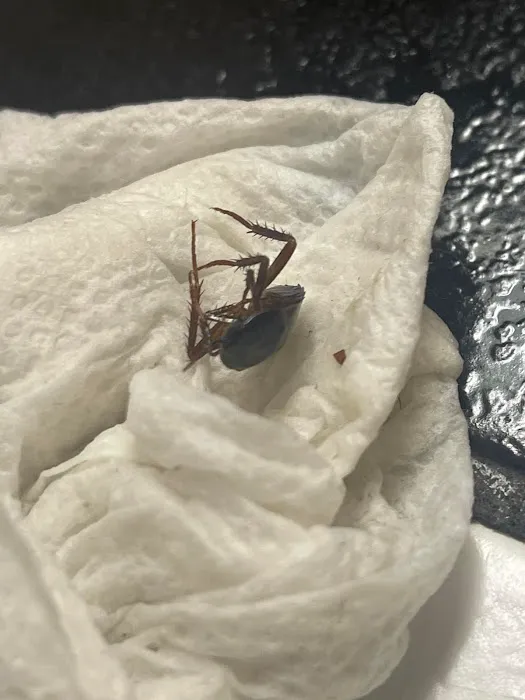 Get'm Pest Control & Exterminator In Jersey City Picture 1