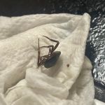 Get'm Pest Control & Exterminator In Jersey City