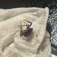 Get'm Pest Control & Exterminator In Jersey City ico