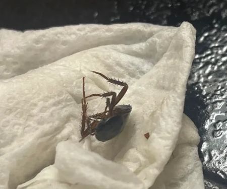 Get'm Pest Control & Exterminator In Jersey City