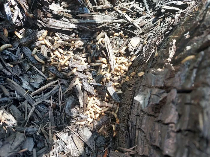 Get'm Pest Control & Exterminator In Jersey City Picture 2