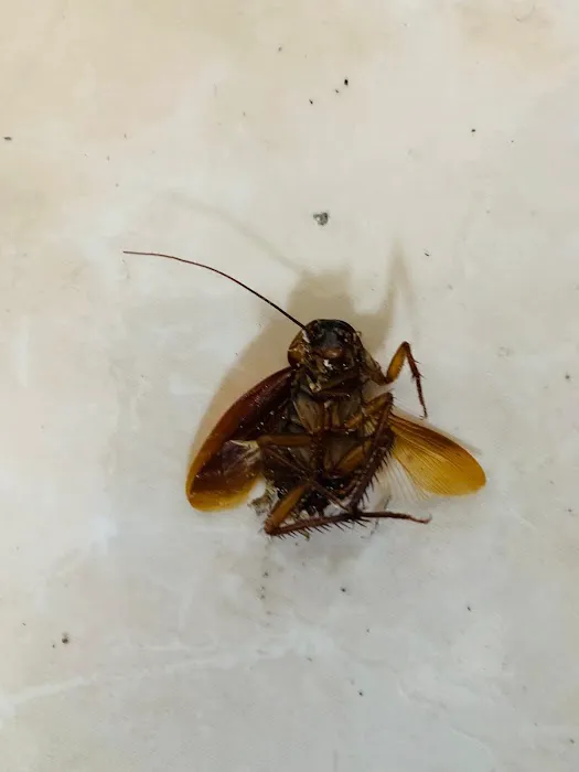 Get'm Pest Control & Exterminator In Jersey City Picture 5