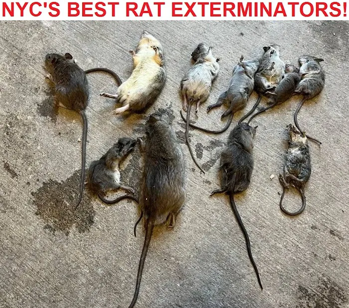Rat Exterminator Corporation Picture 2