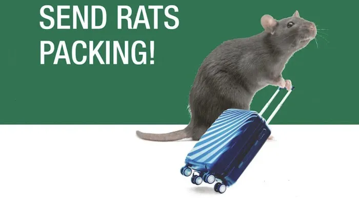 Rat Exterminator Corporation Picture 5