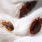 A-List Exterminator