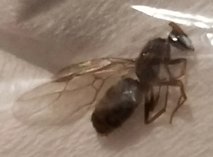 A-List Exterminator Picture 7