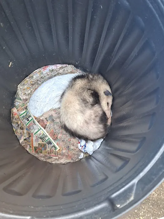 Monster Trapping and Pest Picture 1