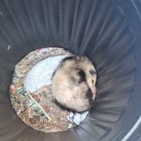 Monster Trapping and Pest ico