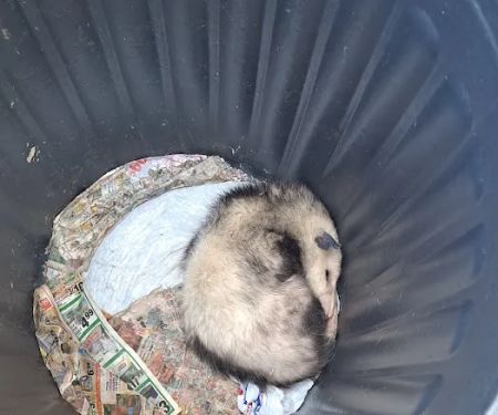Monster Trapping and Pest