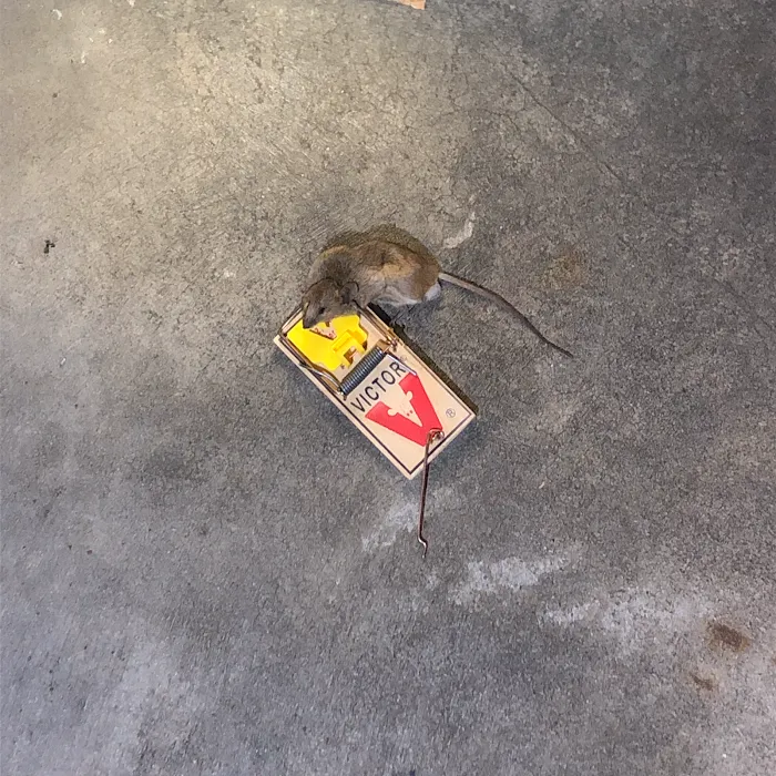 Top class pest control crop Picture 10