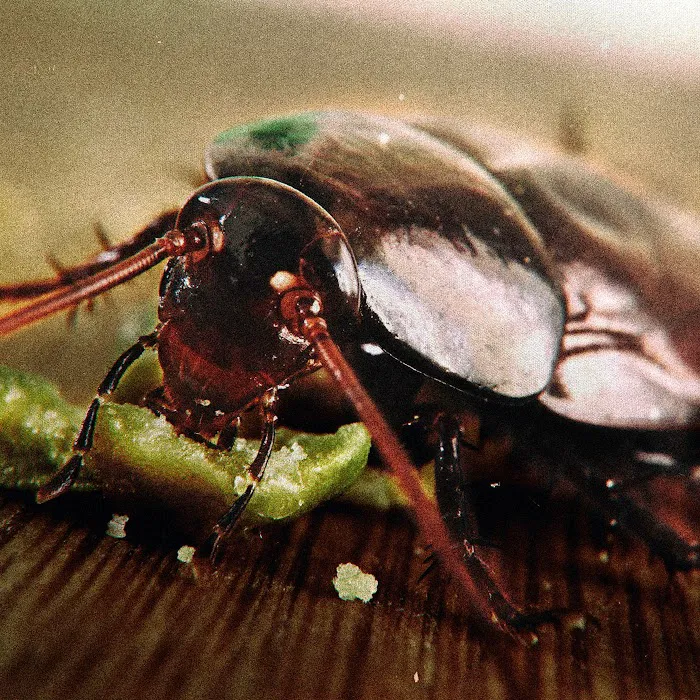 Top class pest control crop Picture 4