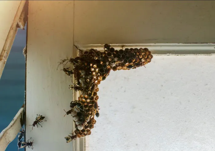 Tri-State Pest Control Picture 1