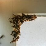 Tri-State Pest Control