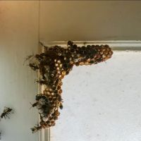 Tri-State Pest Control ico