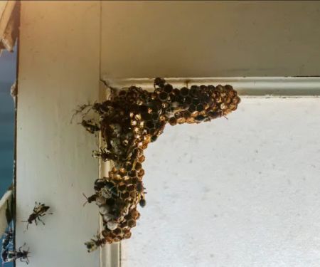 Tri-State Pest Control