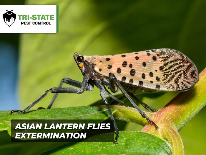 Tri-State Pest Control Picture 6