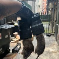 Smart Environmental Pest & Cleaning Services ico