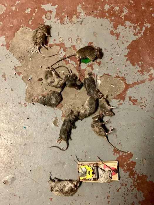 Smart Environmental Pest & Cleaning Services Picture 4