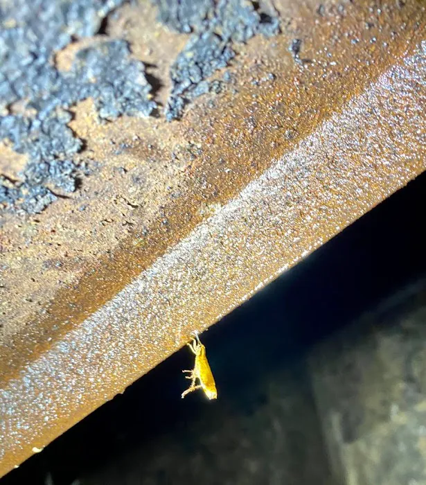 Smart Environmental Pest & Cleaning Services Picture 2