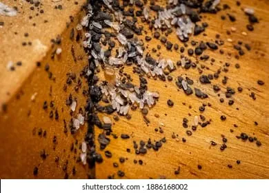 Complete Bed Bug Exterminating NYC Picture 8