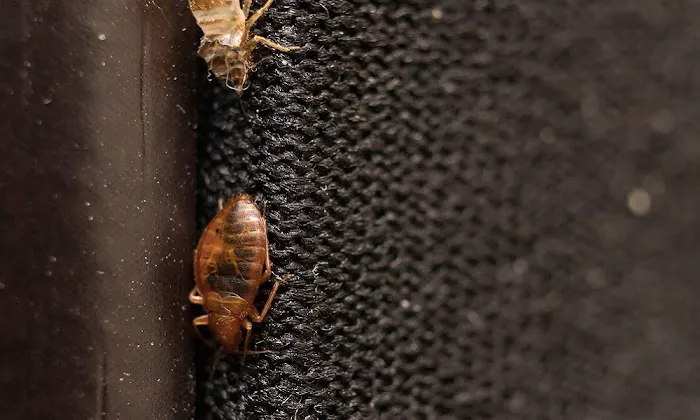 Complete Bed Bug Exterminating NYC Picture 7