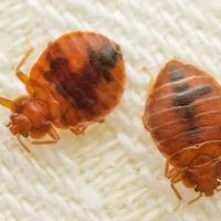 Complete Bed Bug Exterminating NYC ico