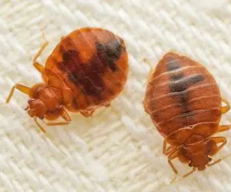 Complete Bed Bug Exterminating NYC