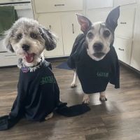 EZ Bed Bug Exterminator NYC ico