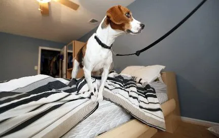 EZ Bed Bug Exterminator NYC Picture 4