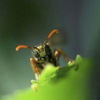 One Hour Pest Control ico