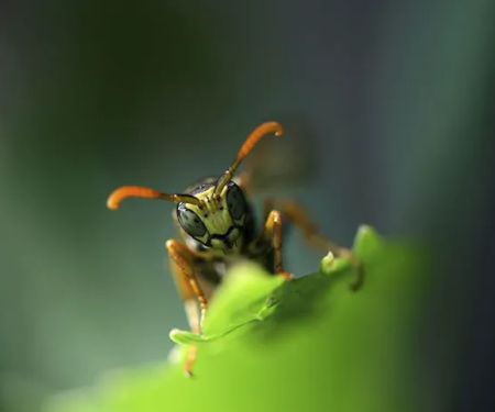 One Hour Pest Control