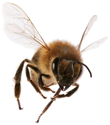 One Hour Pest Control Picture 7