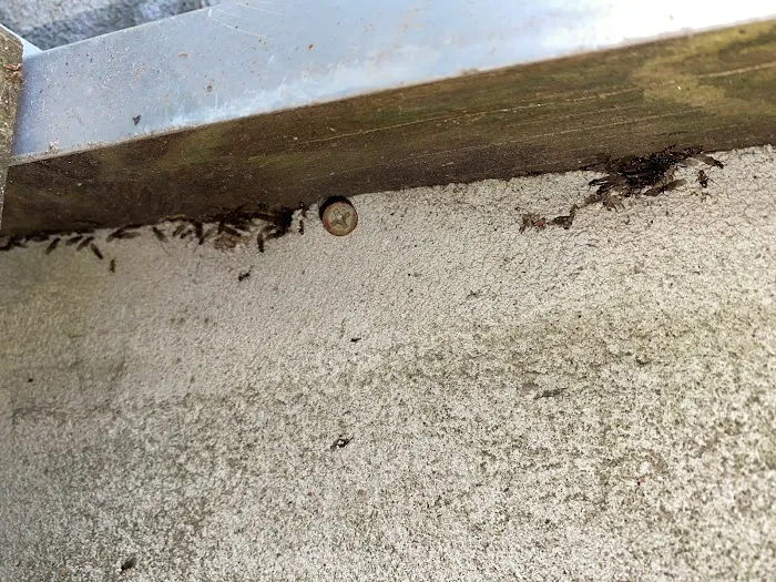 NYC Extermination Picture 2