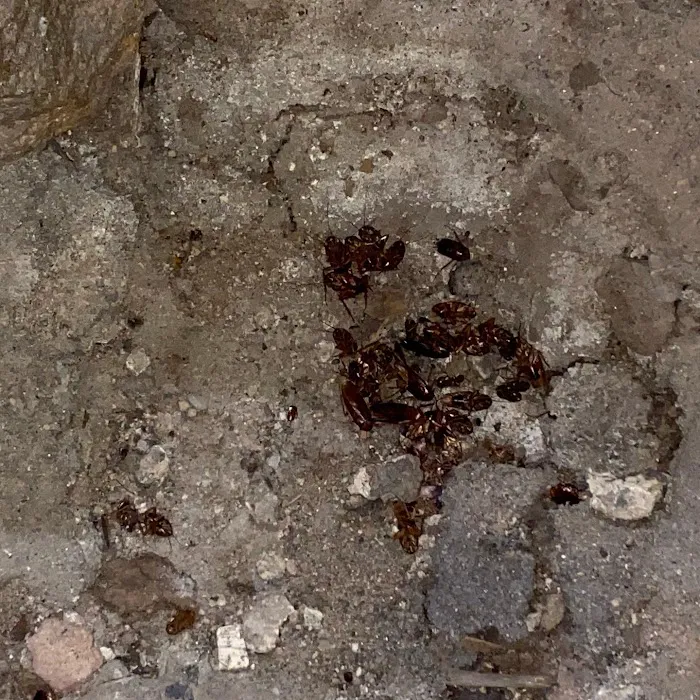 NYC Extermination Picture 8