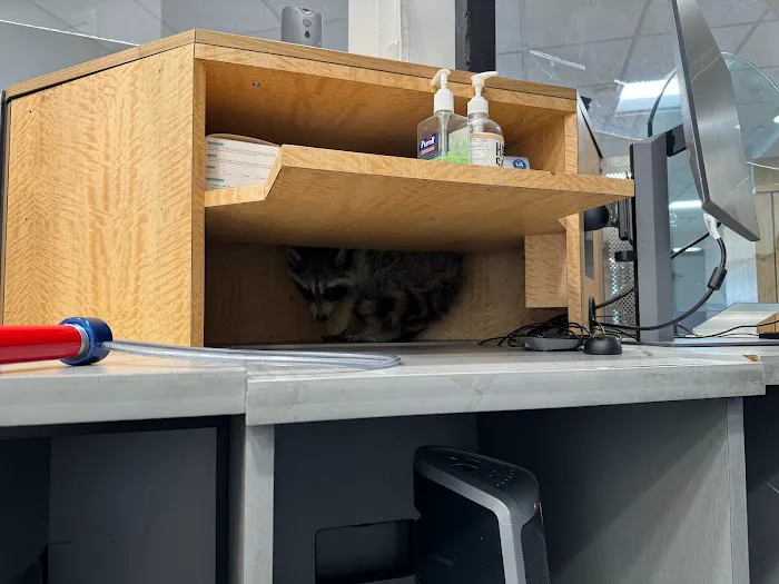 NYC Extermination Picture 5