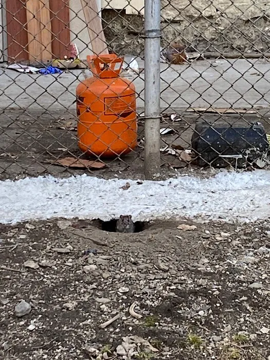 NYC Extermination Picture 3