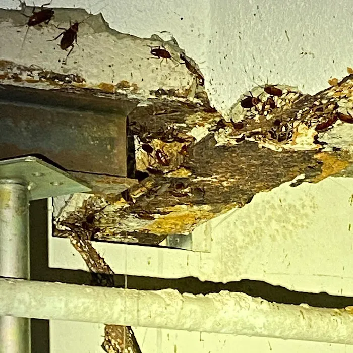 NYC Extermination Picture 10