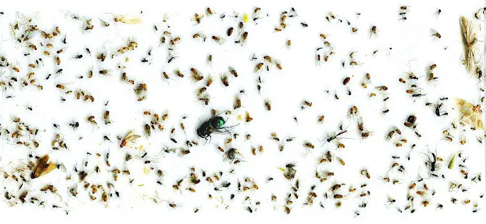 Shield Pest Control Picture 4