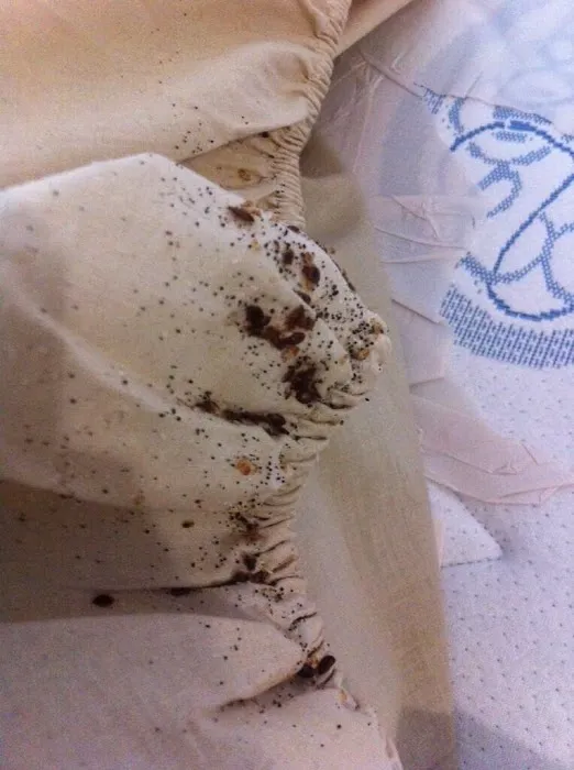 Shield Pest Control Picture 5