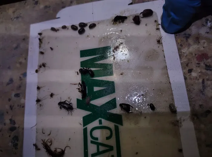 Exterminating Everything Pest Control Picture 2